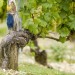 http://chablisienne-com.blogspirit.com/album/our_wine_harvest/