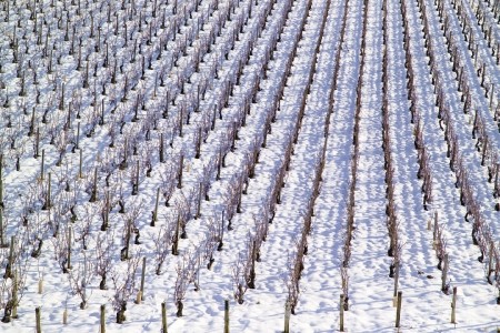 Les vignes en hiver