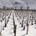 Les vignes en hiver
